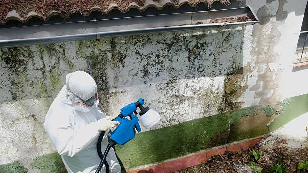 Top rated local Mold Remediation specialists in Alexandria, MN